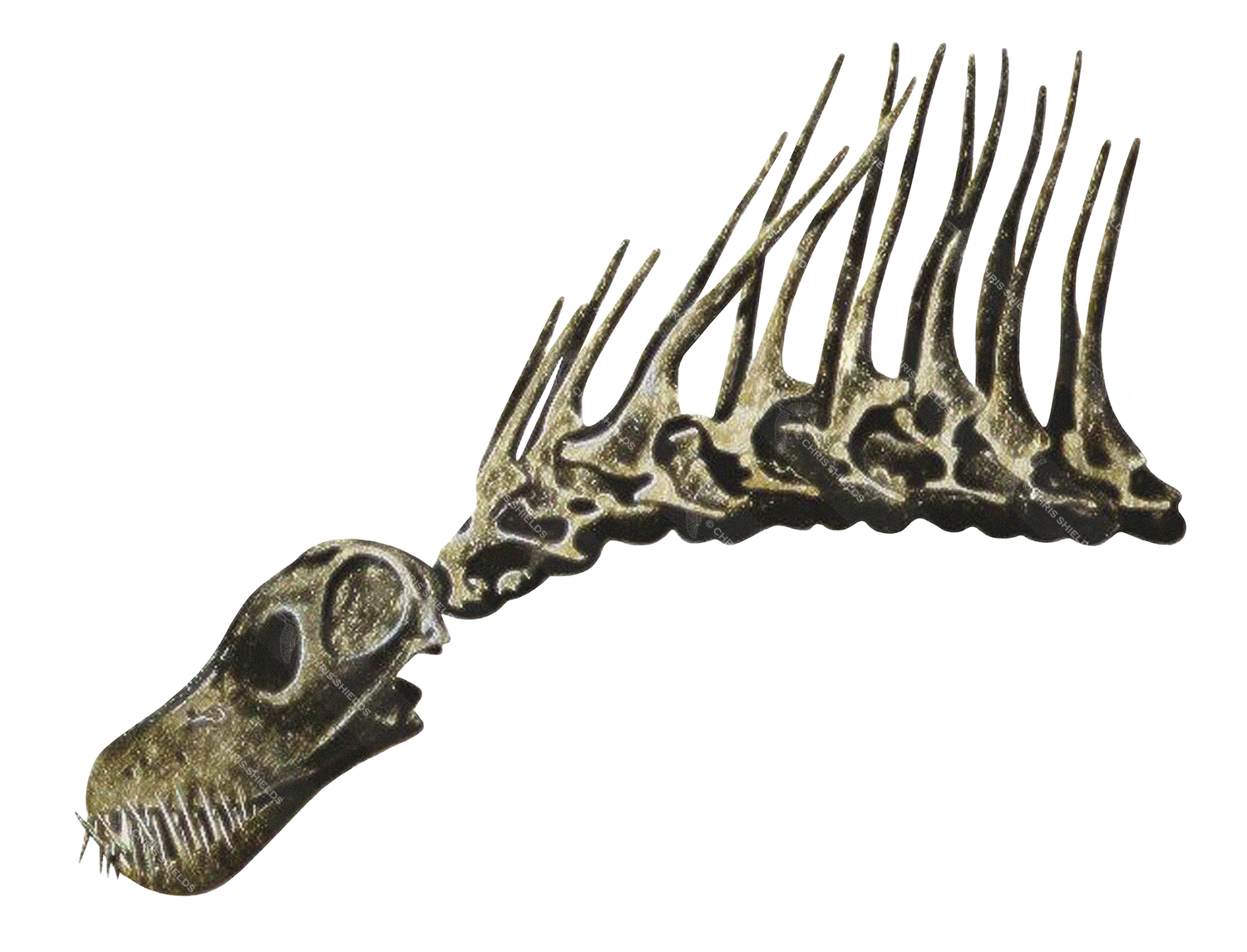 Illustration of Amargasaurus fossil (#0215)