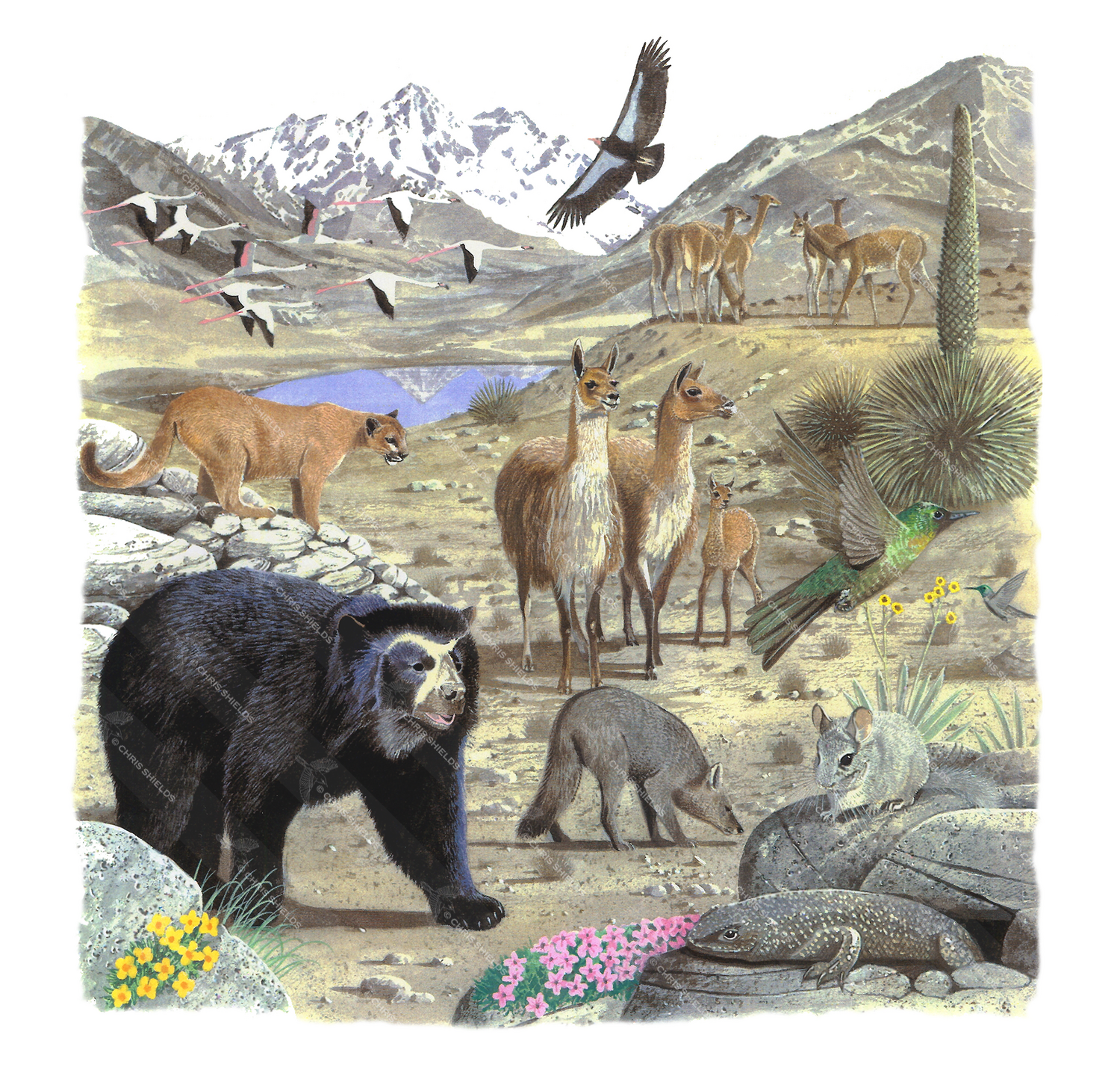 Illustration of Andian Wildlife (#0246)