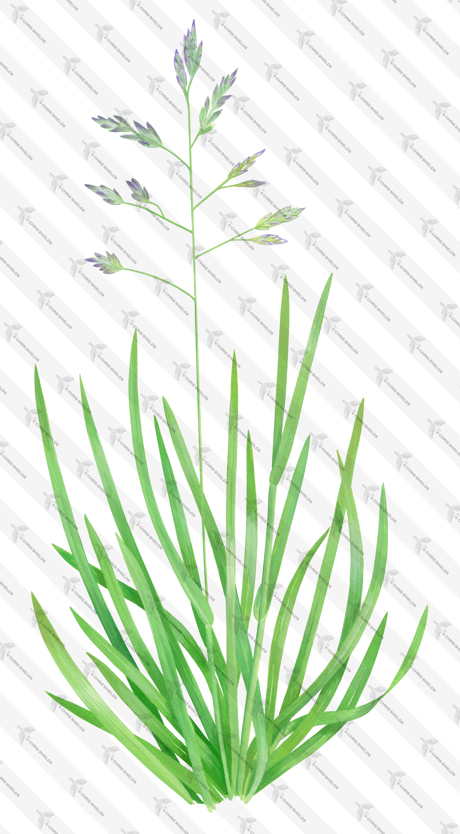 Illustration of Annual bluegrass (Poa annua) (#4644)