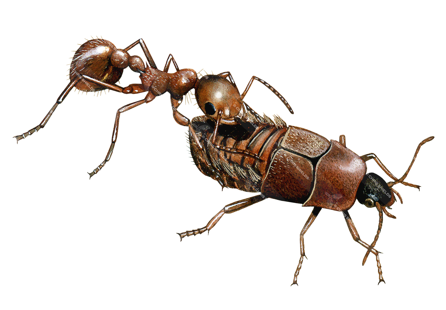 Illustration of Ant and Ant Nest Beetle (Paussinae sp.) (#1028)