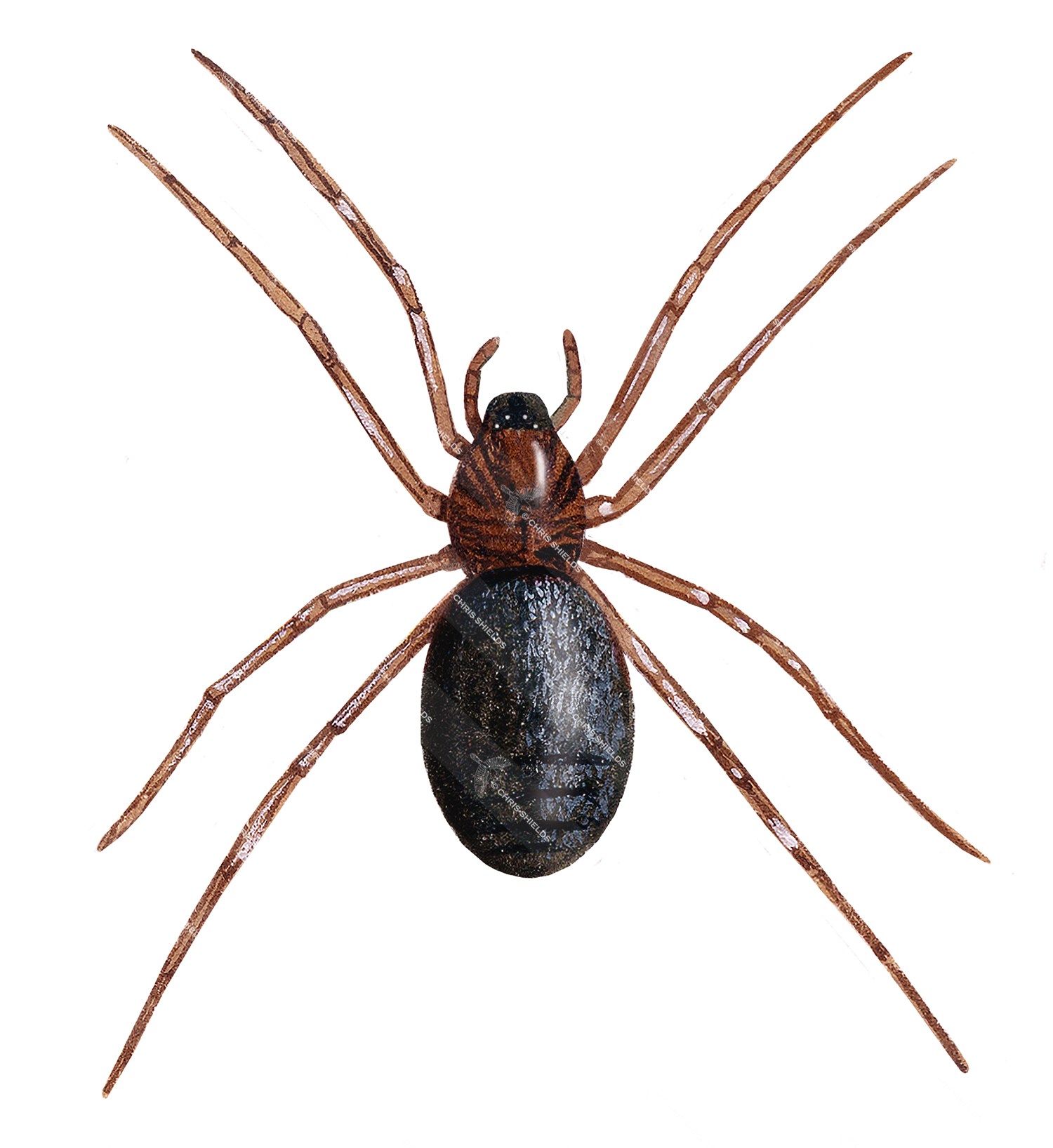 Illustration of Ant-eating Spider (Zodarion italicum) (#4702)