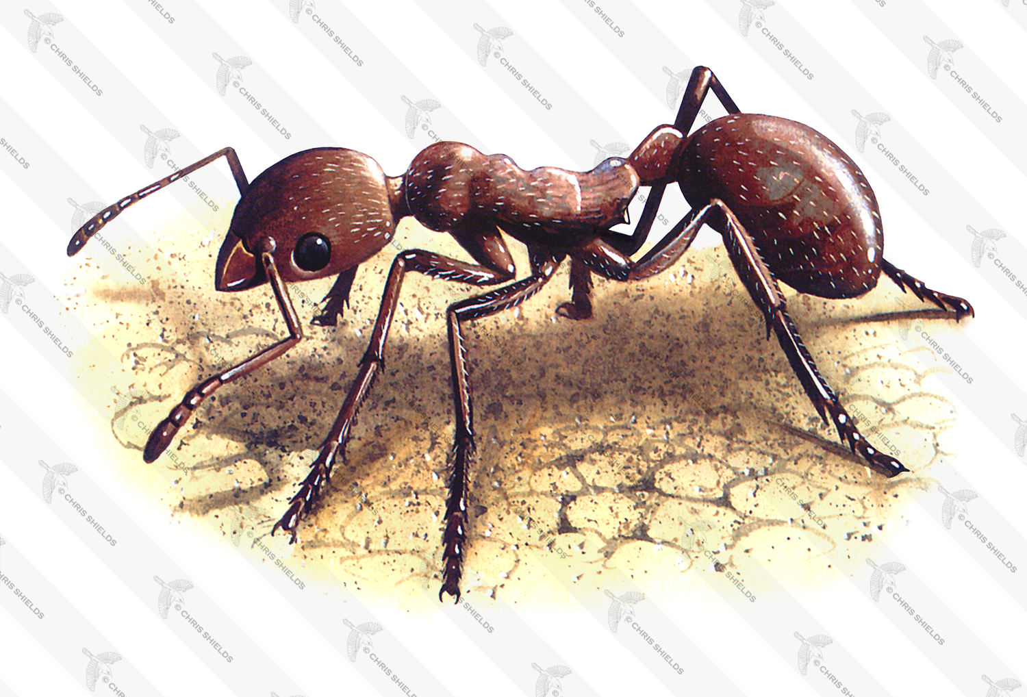 Illustration of Ant (red) Myrmica rubra (#1031)