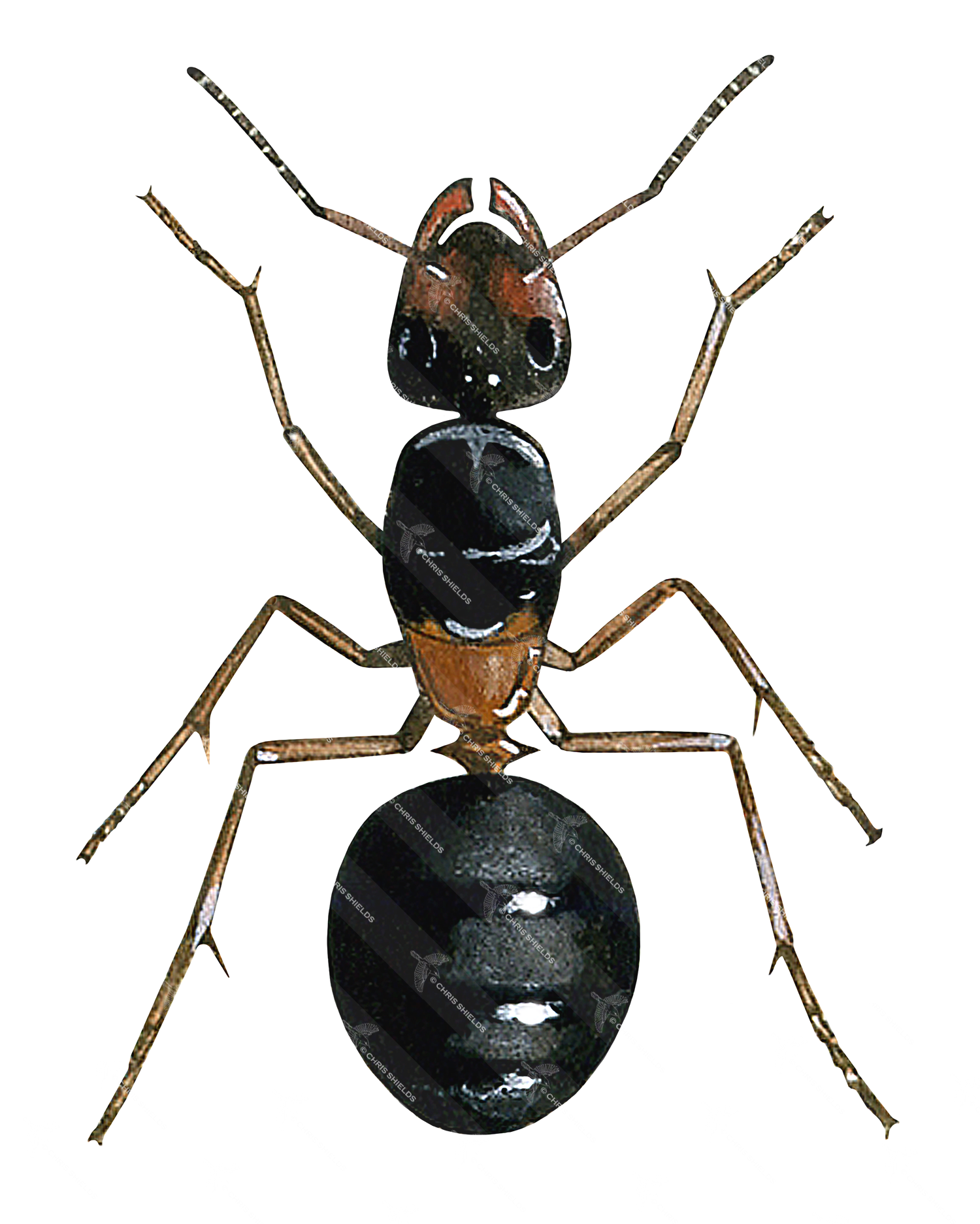Illustration of Ant (wood) (male) Formica rufa (#1034)