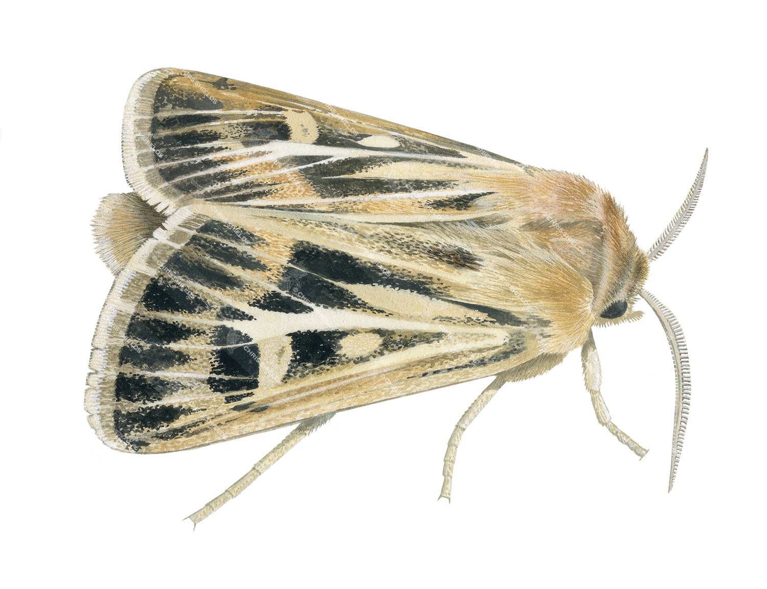 Illustration of Antler Moth (Cerapteryx graminis) (#4402)