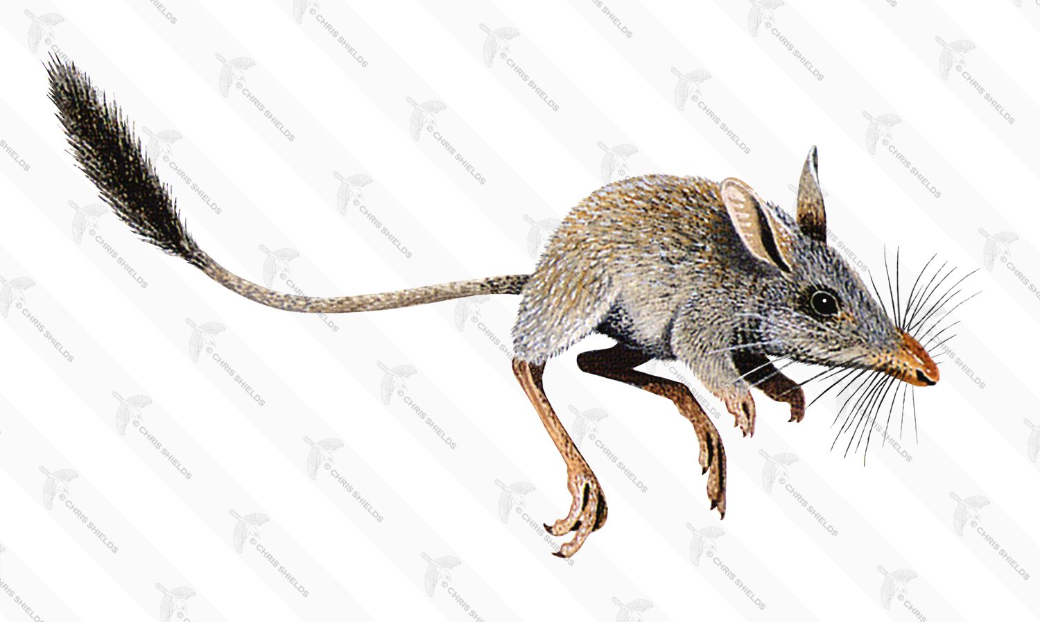 Illustration of Argyrolagus (#0513)