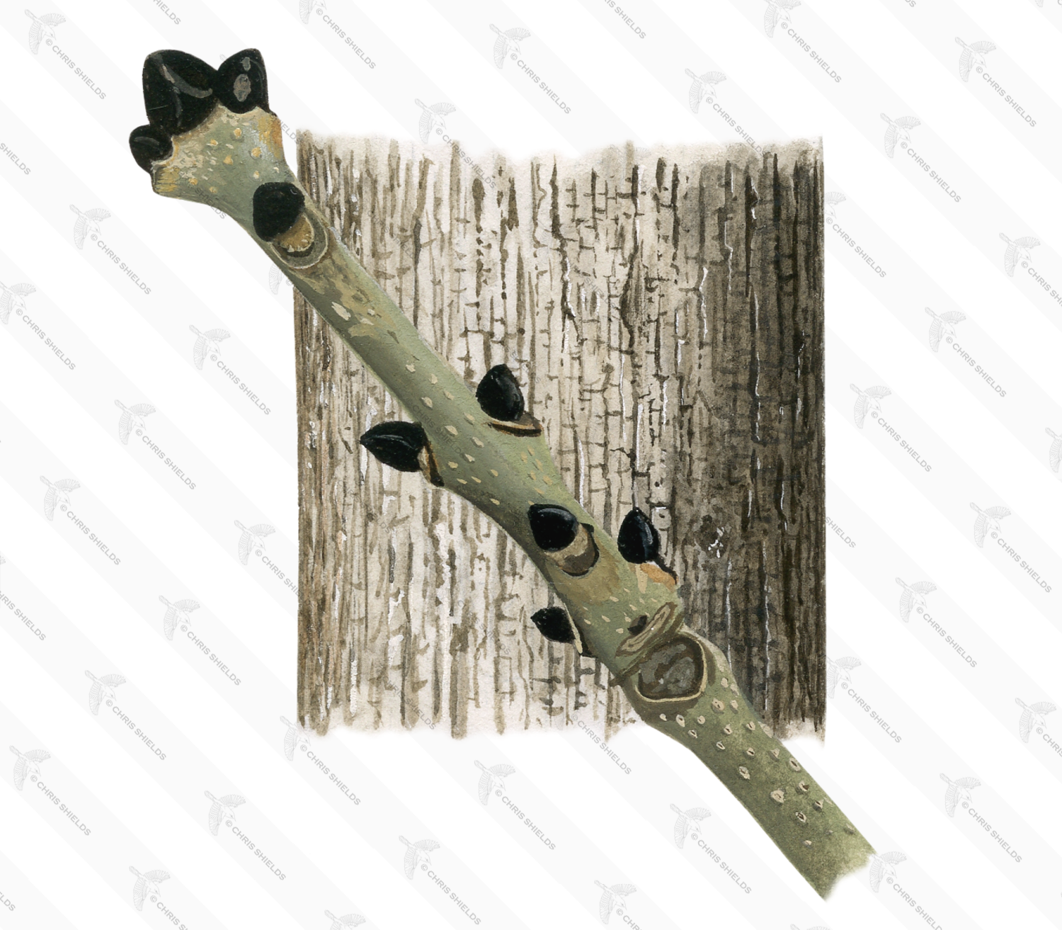 Illustration of Ash Bark & Twig (Fraxinus excelsior) (#2391)