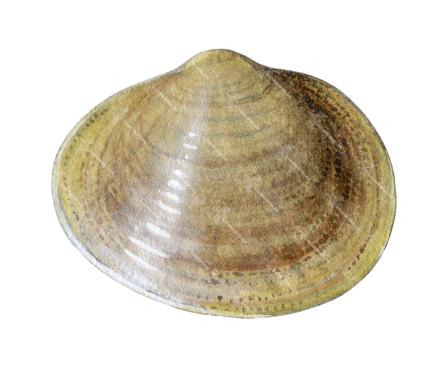 Illustration of Asian Clam (Corbicula fluminea) (#4490)