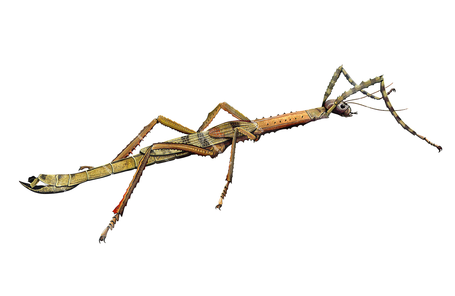 Illustration of Asian Giant Stick Insect (Pharnacia serratipes) (#1353)
