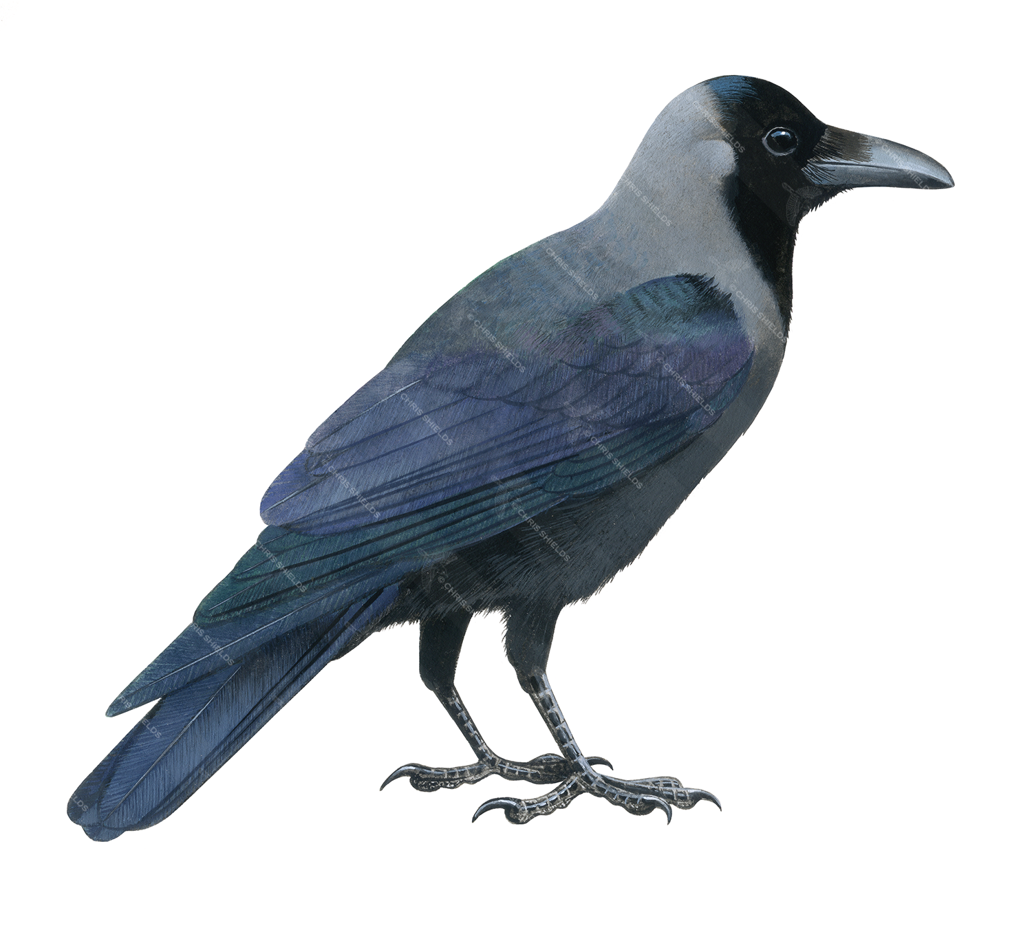 Illustration of Asian House Crow (Corvus splendens) (#4425)