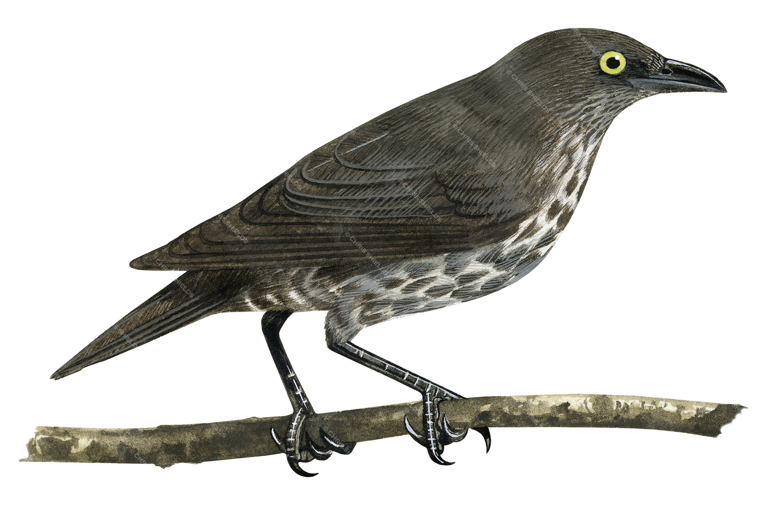 Illustration of Atol Starling (Aplonis feadenis) immature (#2221)