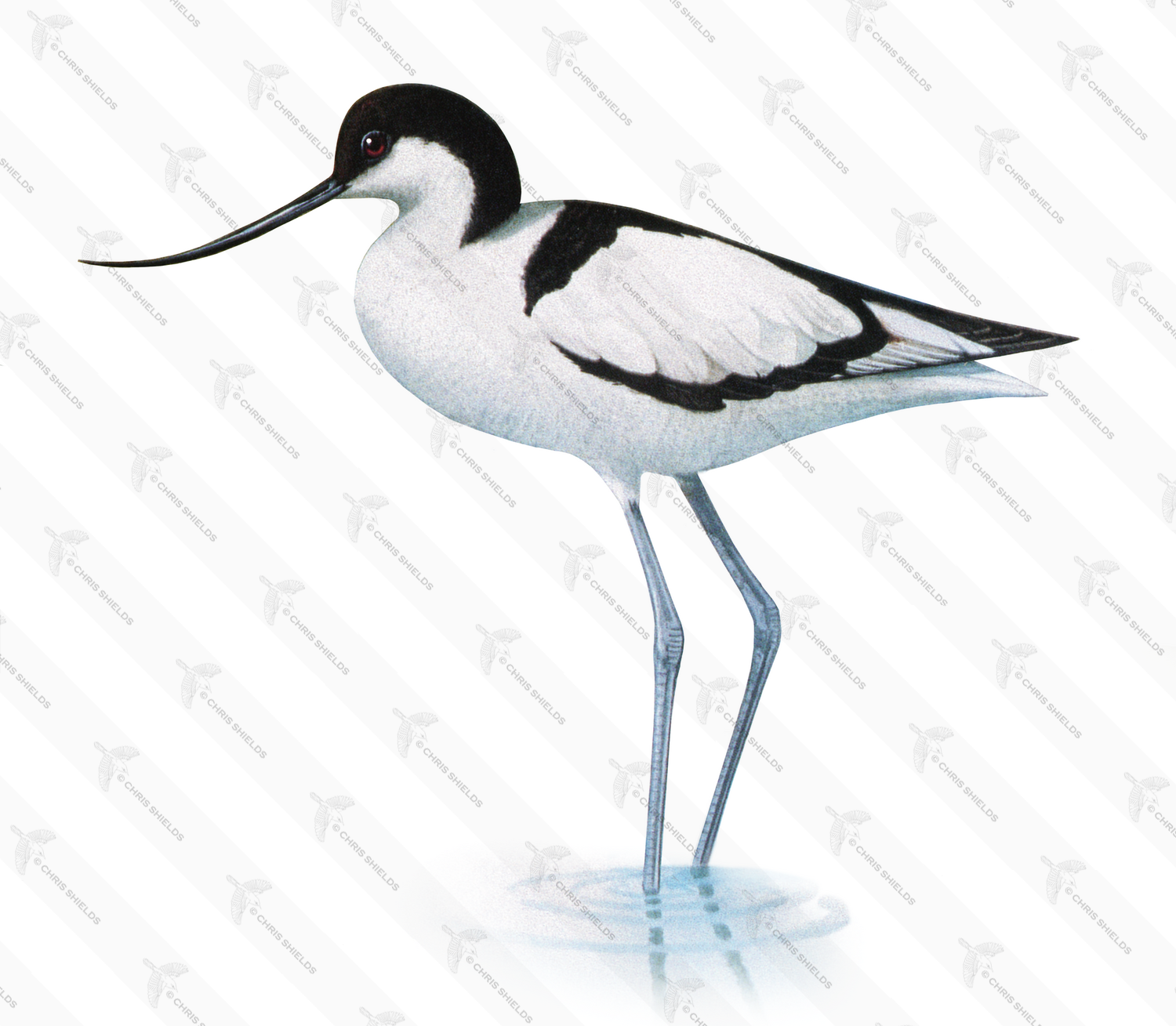 Illustration of Avocet (Recurvirostra avosetta) (#4743)