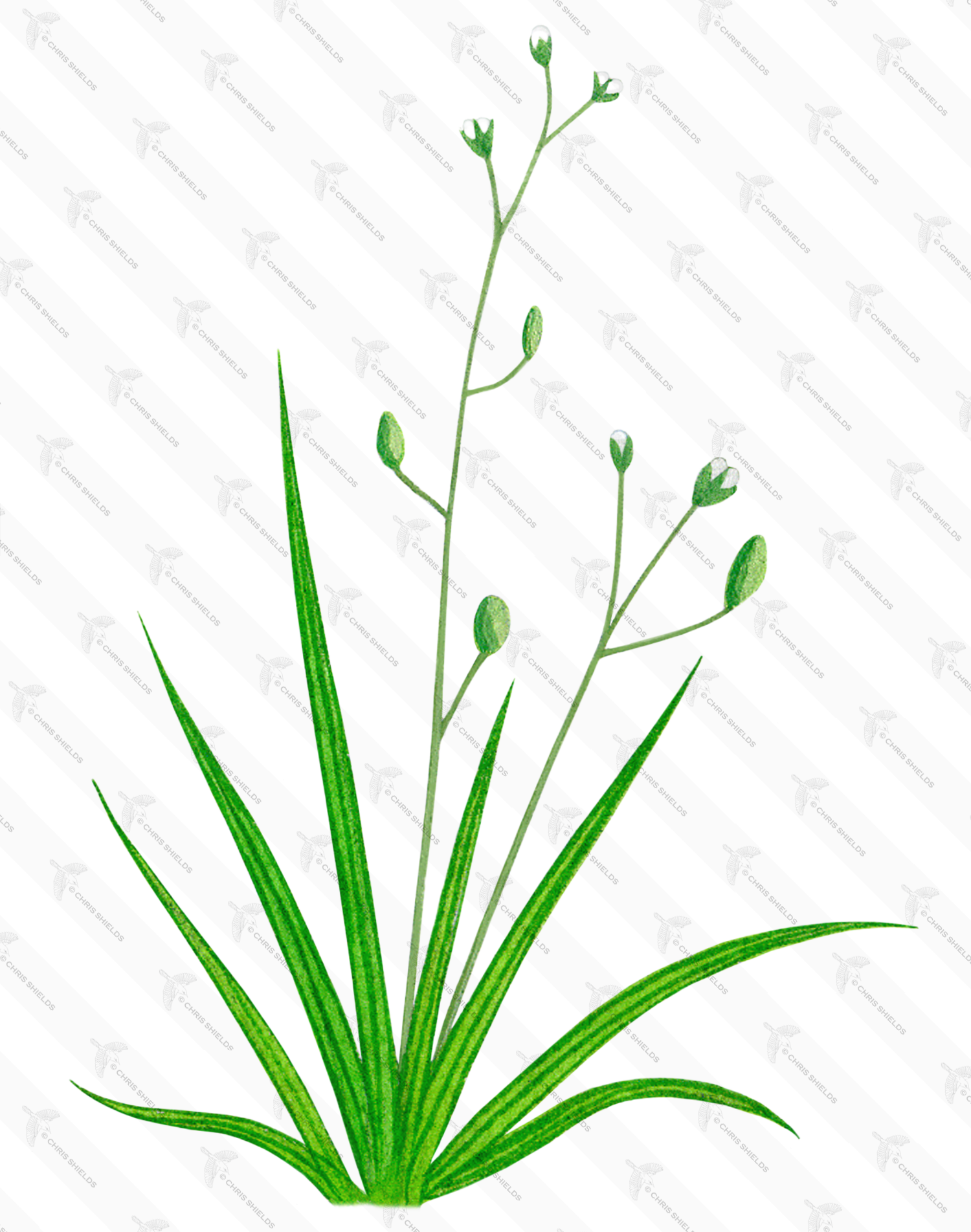 Illustration of Awlwort (Subularis aquatica) (#0962)