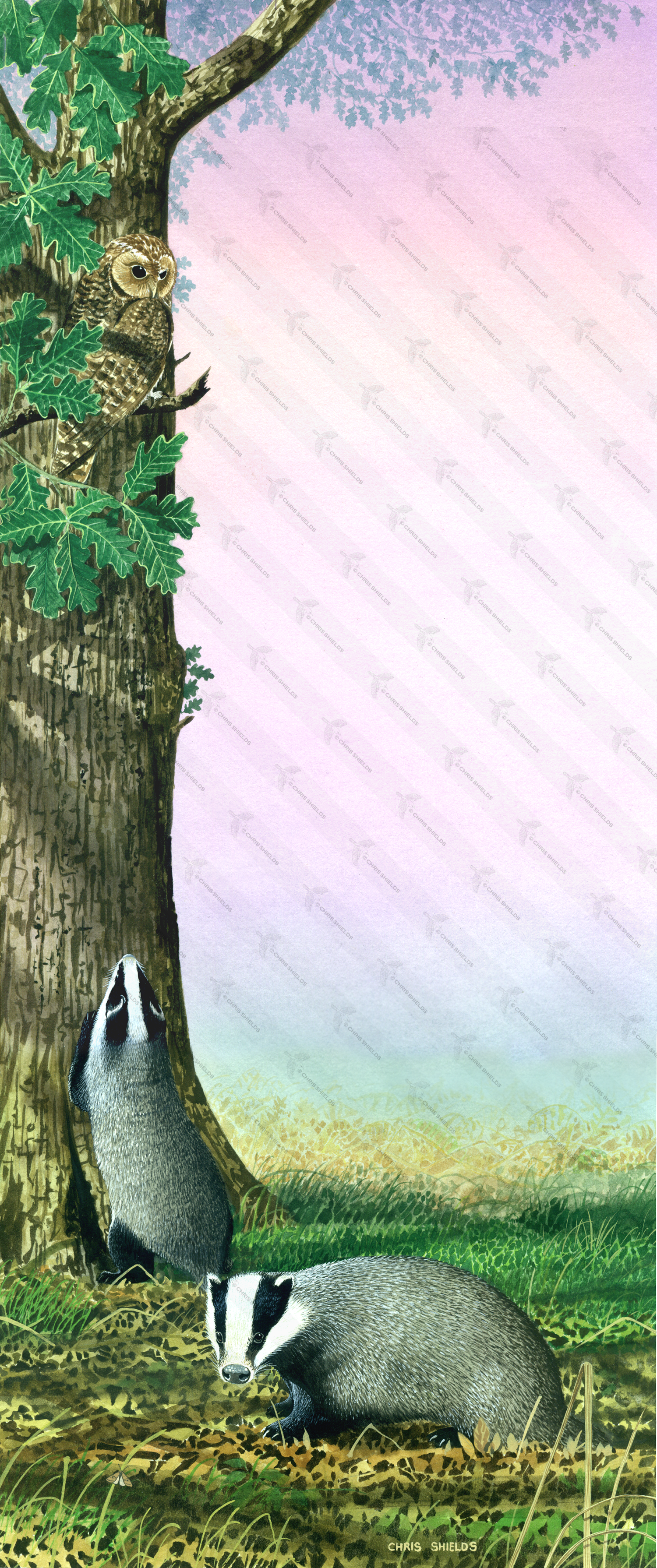 Illustration of Badger (Meles meles) (#0153)
