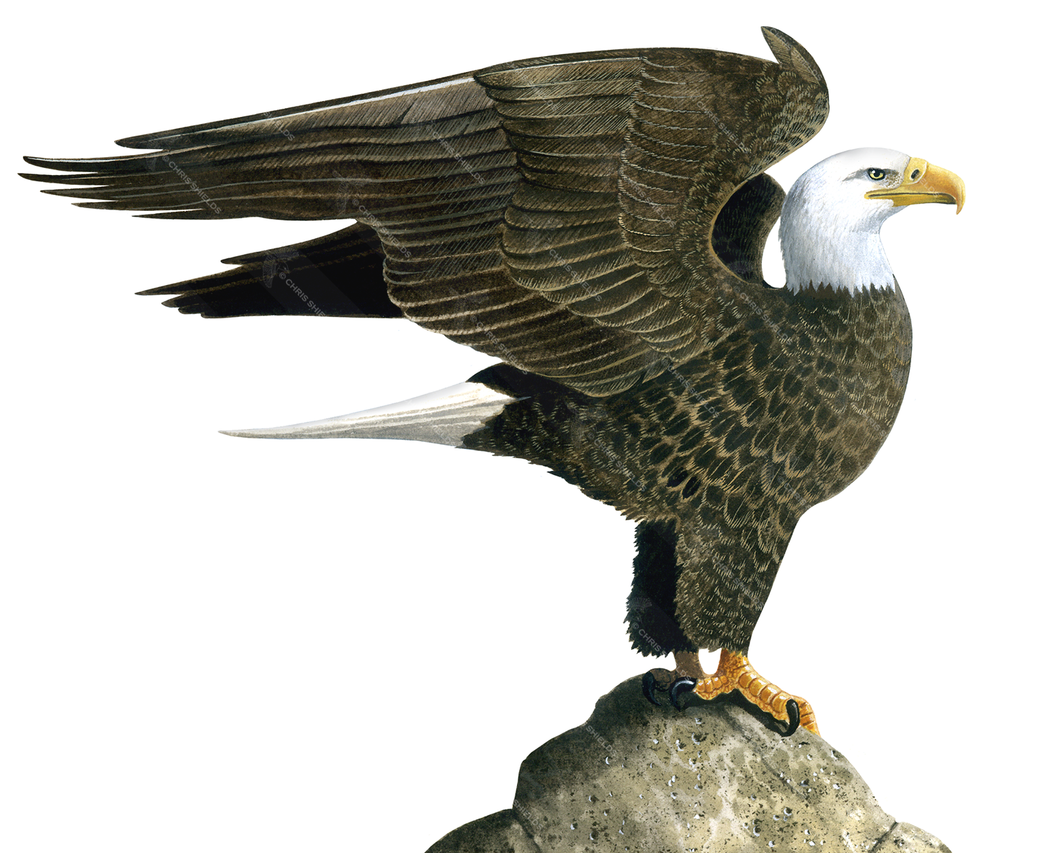 Illustration of Bald Eagle (Haliaeetus leucocephalus) (#3646)