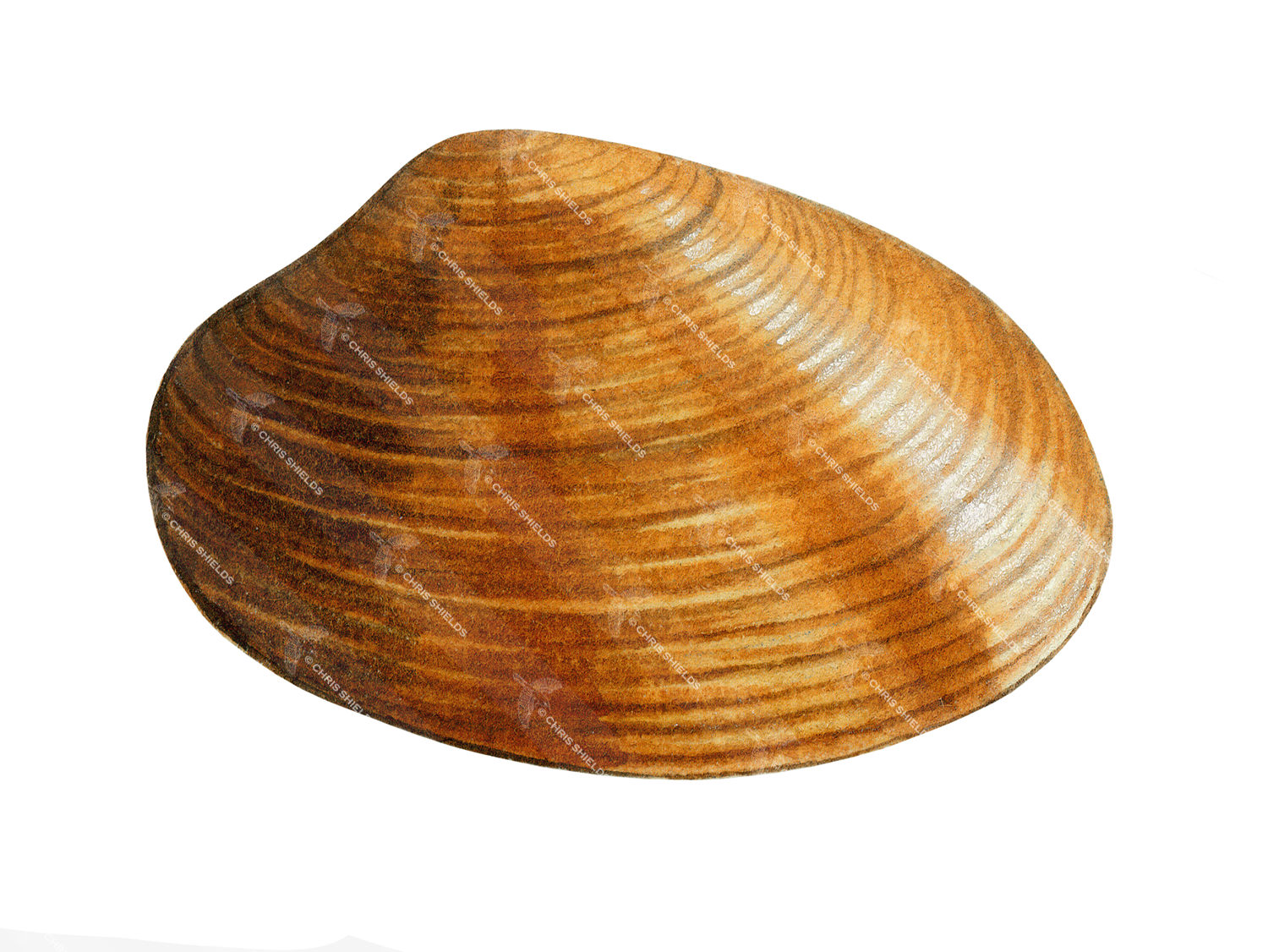 Illustration of Banded Carpet Shell (Tapes rhomboides) (#0807)