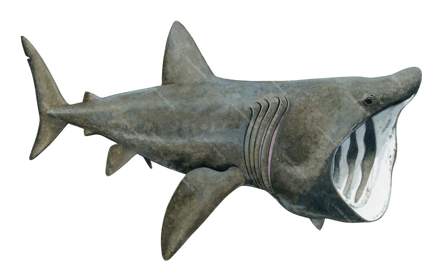 Illustration of Basking Shark (Cetorhinus maximus) (#2048)