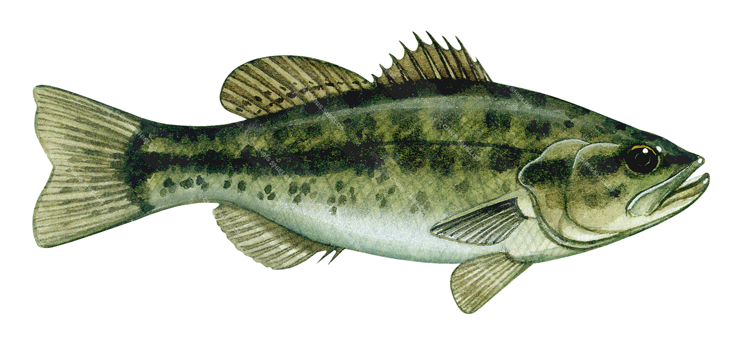 Illustration of Bass (large-mouthed black) Micropterus salmoides (#2701)