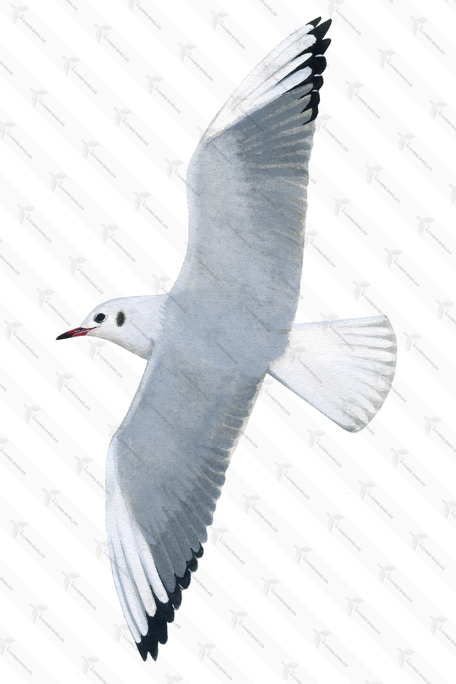 Illustration of Black-headed gull (Chroicocephalus ridibundus) (#1074)