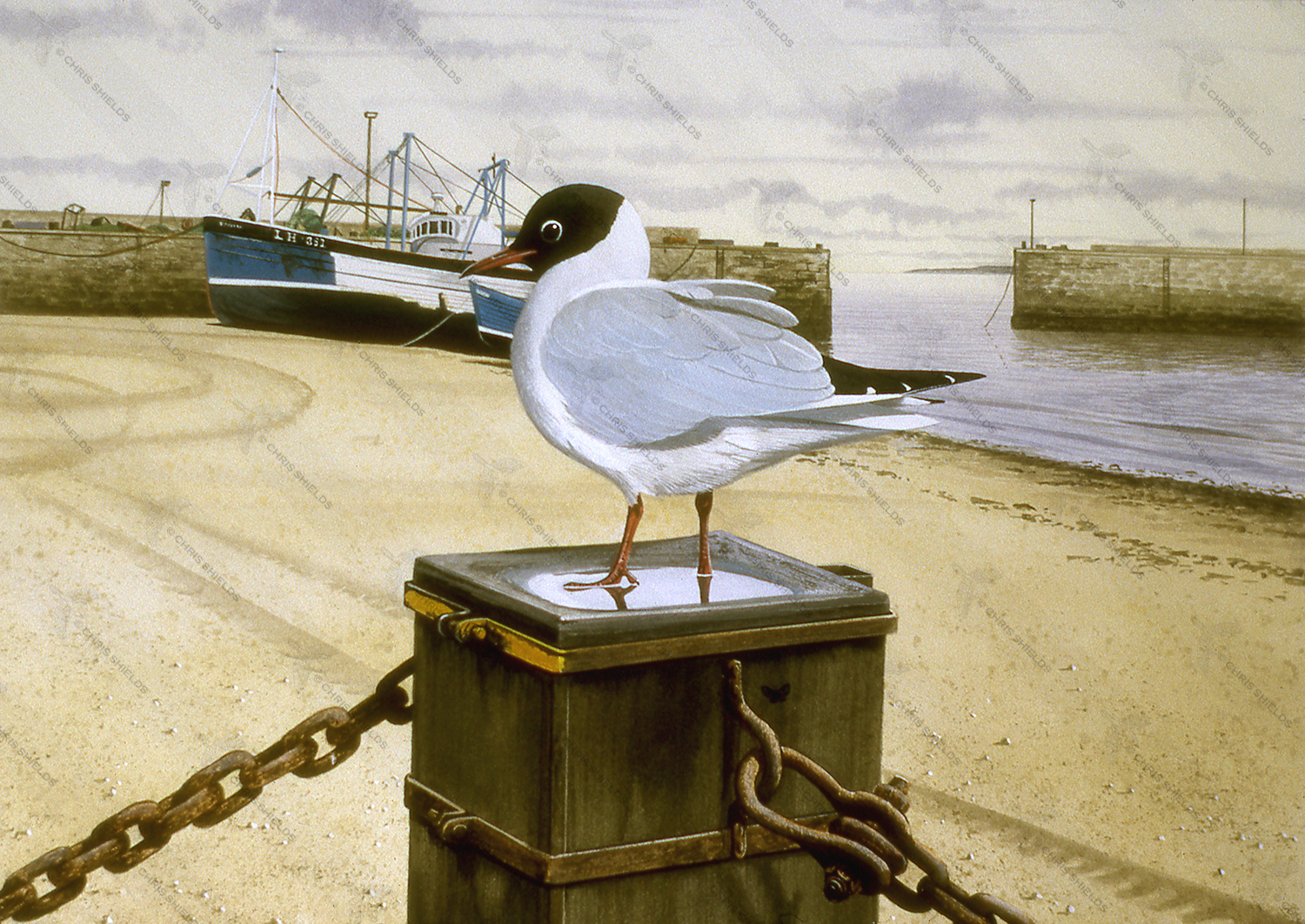 Illustration of Black-headed gull (Chroicocephalus ridibundus) (#3863)