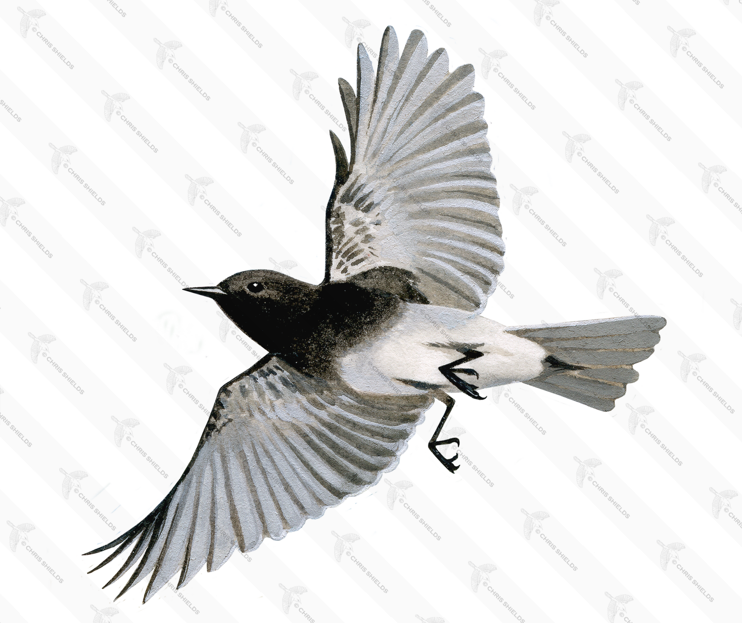 Illustration of Black Phoebe (Sayornis nigricans) (#3762)