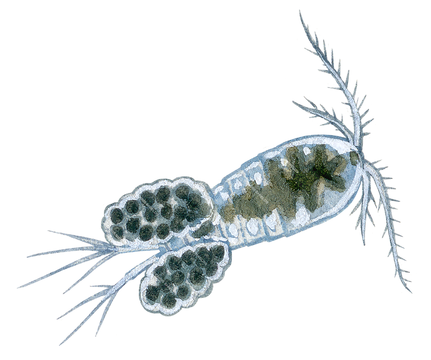 Illustration of Cyclops Water Flea (Megacyclops viridis) (#4495)
