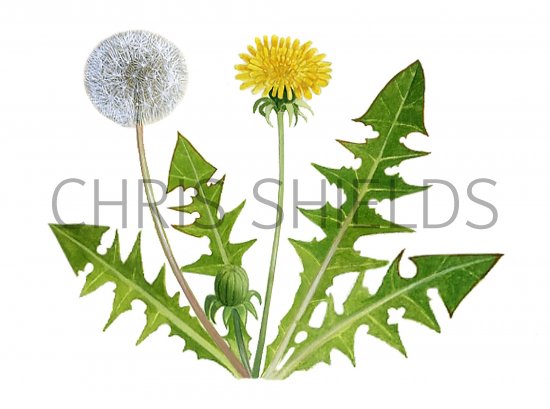 Illustration of Dandelion (Taraxacum officinale) (#0941)