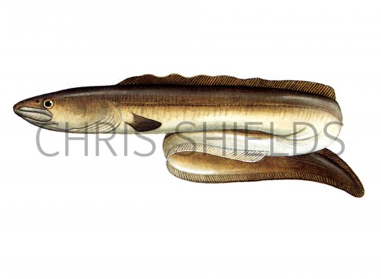Illustration of Eel (conger) Conger conger (#0136)