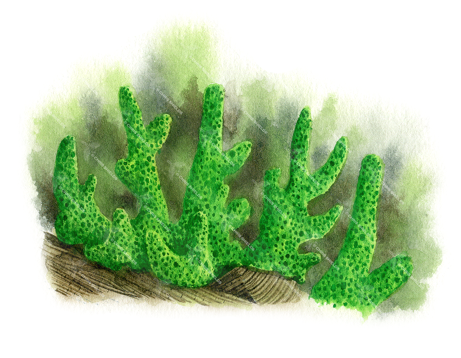 Illustration of Freshwater Sponge (Ephydatia fluviatilis) (#1529)