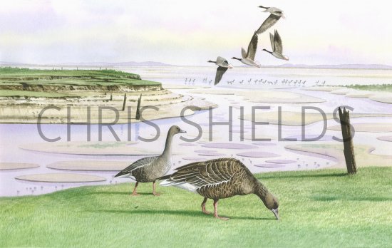 Illustration of Greylag Goose (Anser aser) (#1242)