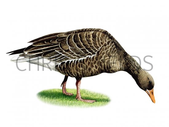Illustration of Greylag Goose (Anser aser) (#3670)