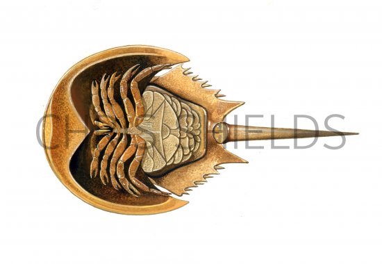 Illustration of Crab (Horseshoe) Limulus polyphemus (#0646)