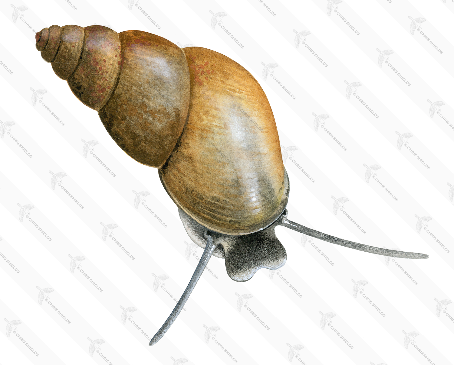 Illustration of Mud Snail (Potamopyrgus antipodarum) (#4419)