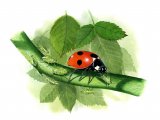 Illustration of Seven-spot Ladybird (Coccinella 7-punctata) (#0894)