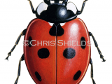 Illustration of Seven-spot Ladybird (Coccinella 7-punctata) (#0893)