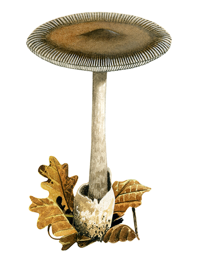 Illustration of Amanita battarrae (#4438)