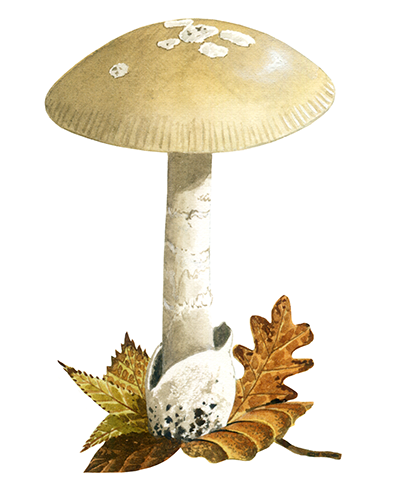 Illustration of Amanita lividopallescens (Pale Grisette) (#4436)