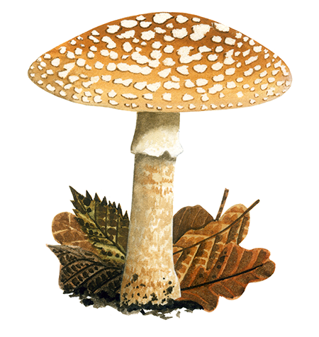 Illustration of Amanita rubescens var.rubescens (Blusher) (#4445)