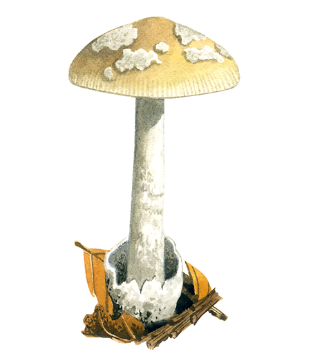 Illustration of Amanita submembranacea (Fragile Amanita) (#4447)