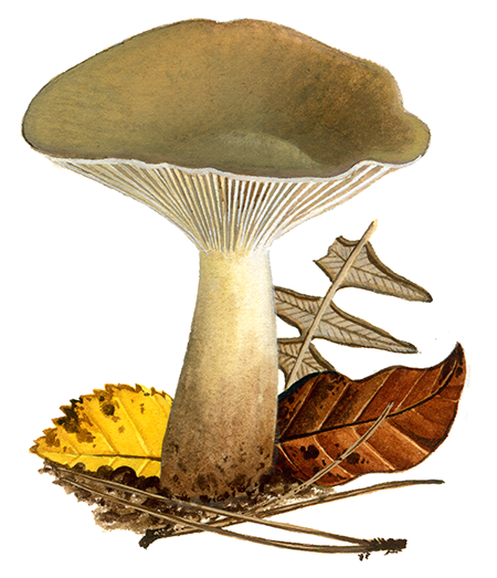 Illustration of Ampulloclitocybe clavipes (Club Foot) (#4022)