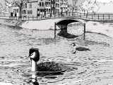 Illustration of Great Crested Grebe (Podiceps cristatus) (#0448)