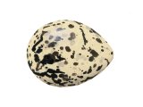 Illustration of Sandwich Tern egg (Thalasseus sandvicensis) (#3277)