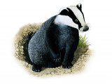 Illustration of Badger (Meles meles) (#1309)
