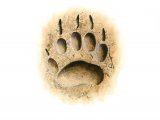 Illustration of Badger (Meles meles) Footprint (#1406)