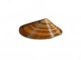 Illustration of Banded Wedge Shell (Donax vittatus) (#0805)