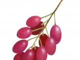 Illustration of Barberry (Berberis vulgaris) (#2745)