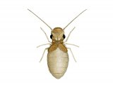 Illustration of Barklouse (Lepinotus reticulatus) (#2617)