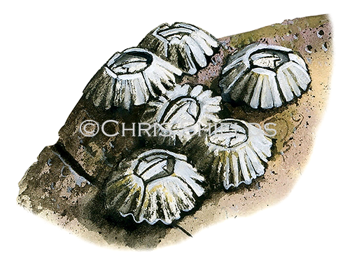 Illustration of Barnacle (Chthamalus stellatus) (#1581)