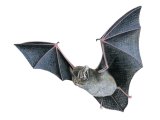 Illustration of Bat (Barbastella) Barbastella barbastellus (#3885)