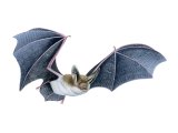 Illustration of Bat (Bechstein) Myotis bechsteinii (#3886)