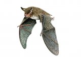 Illustration of Bat (Daubentons) Myotis daubentonii (#0161)